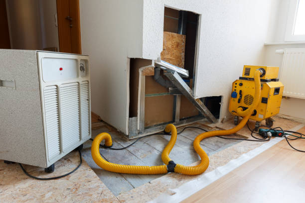 Trusted Raleigh, NC Mold Removal Experts