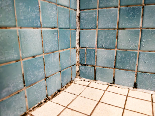 Best Biohazard Mold Removal  in Raleigh, NC