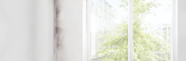 Mold Removal for HVAC Installations in Raleigh, NC